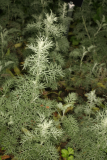 Artemisia maritima RCP7-07 050.jpg